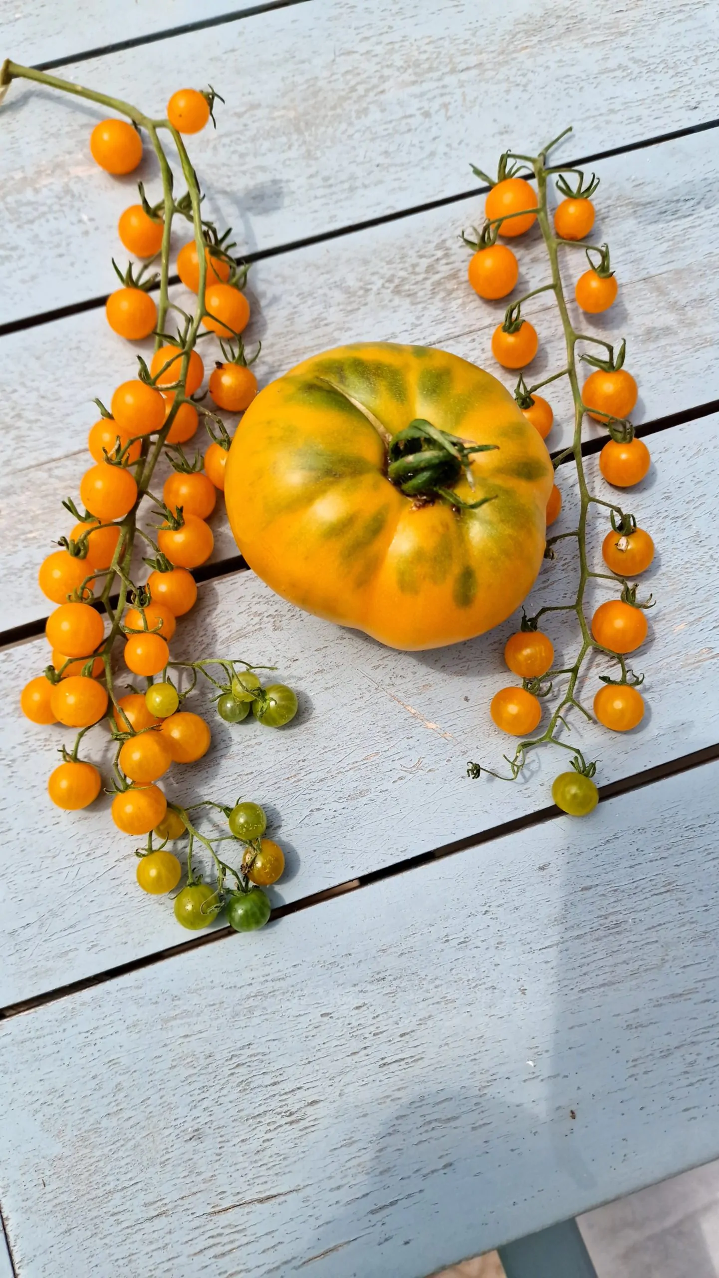 Currant Gold Rush Tomato Seeds