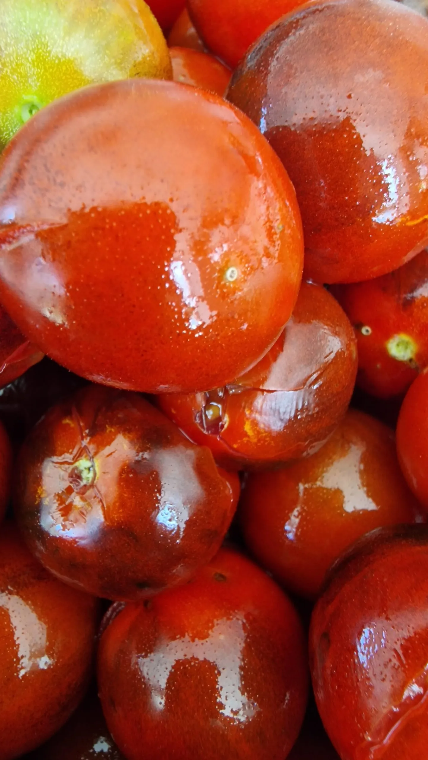 Fahrenheit Blues Tomato Seeds - Image 3