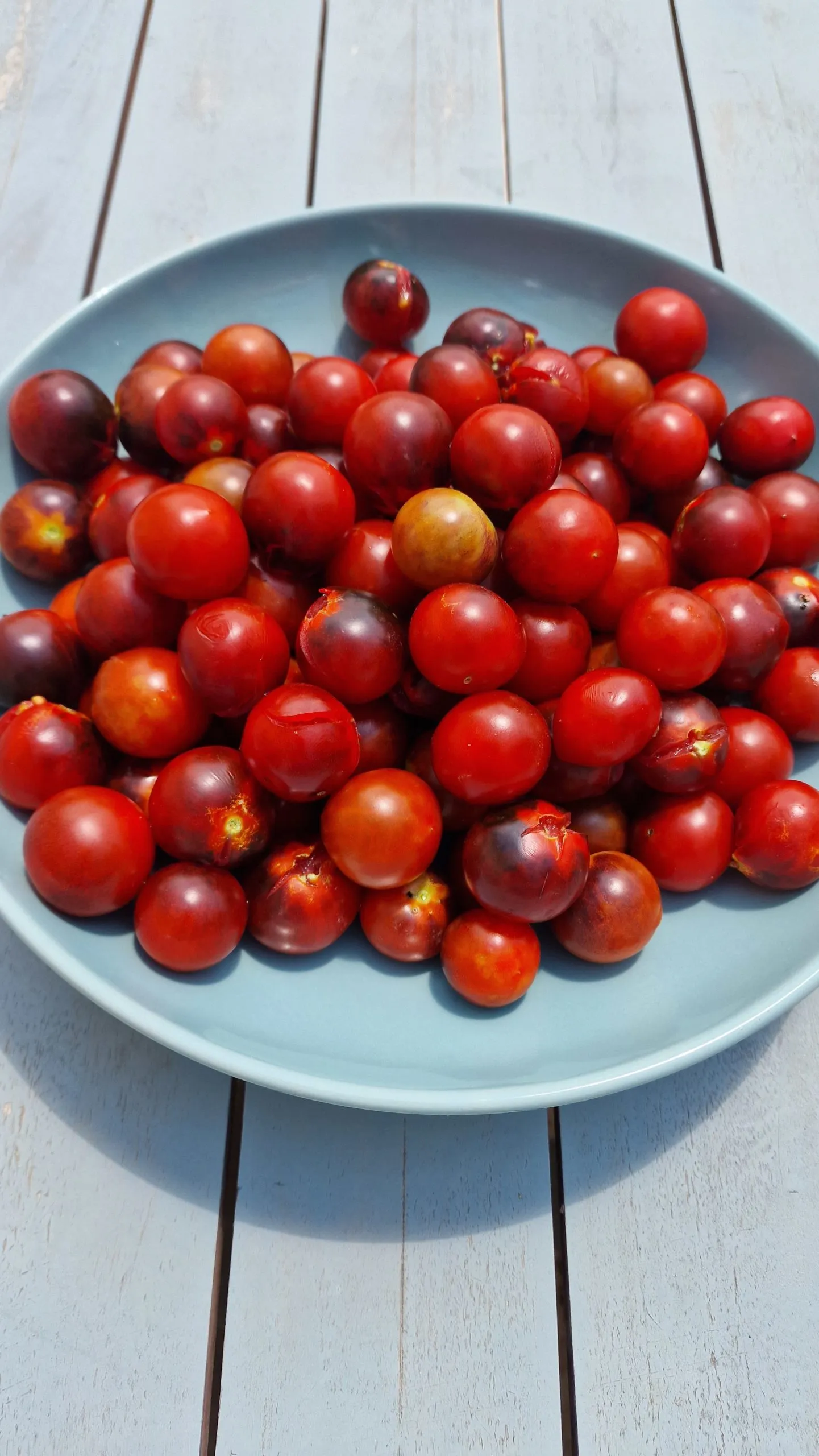 Fahrenheit Blues Tomato Seeds - Image 2