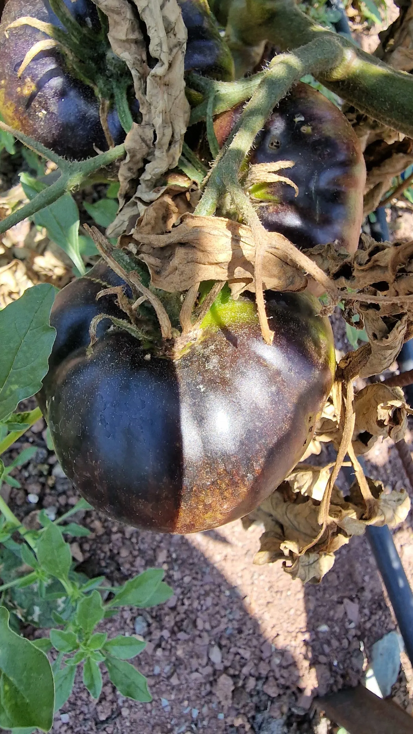 La Cadero Tomato Seeds - Image 4