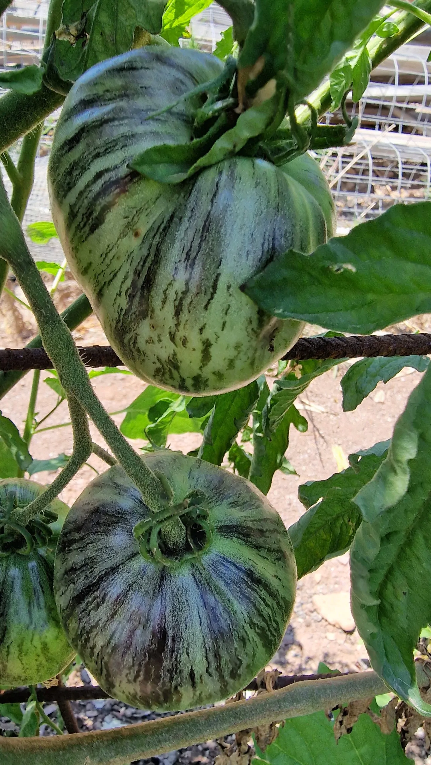 Rebel Starfighter Prime Tomato Seeds - Image 10