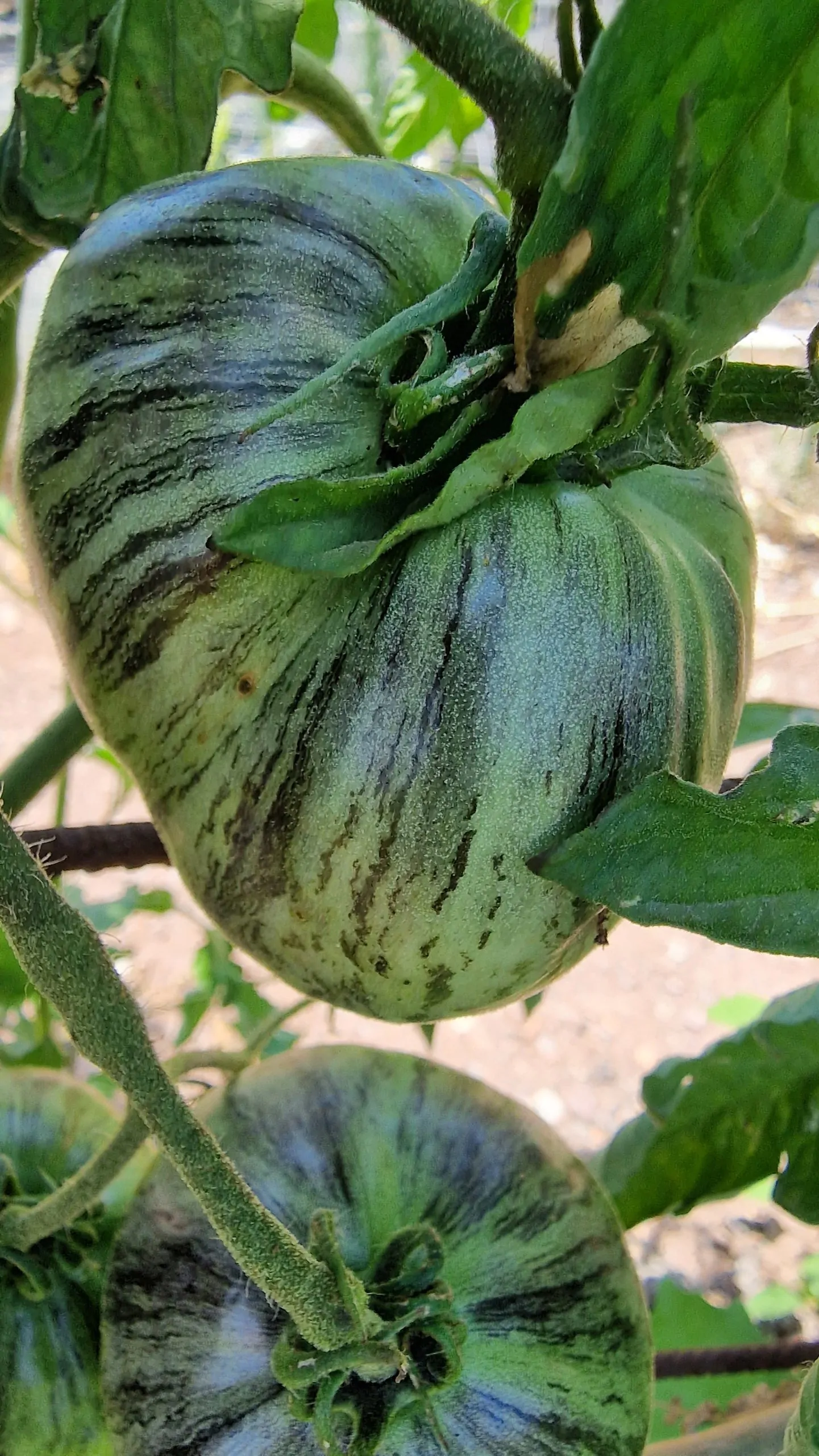 Rebel Starfighter Prime Tomato Seeds - Image 2