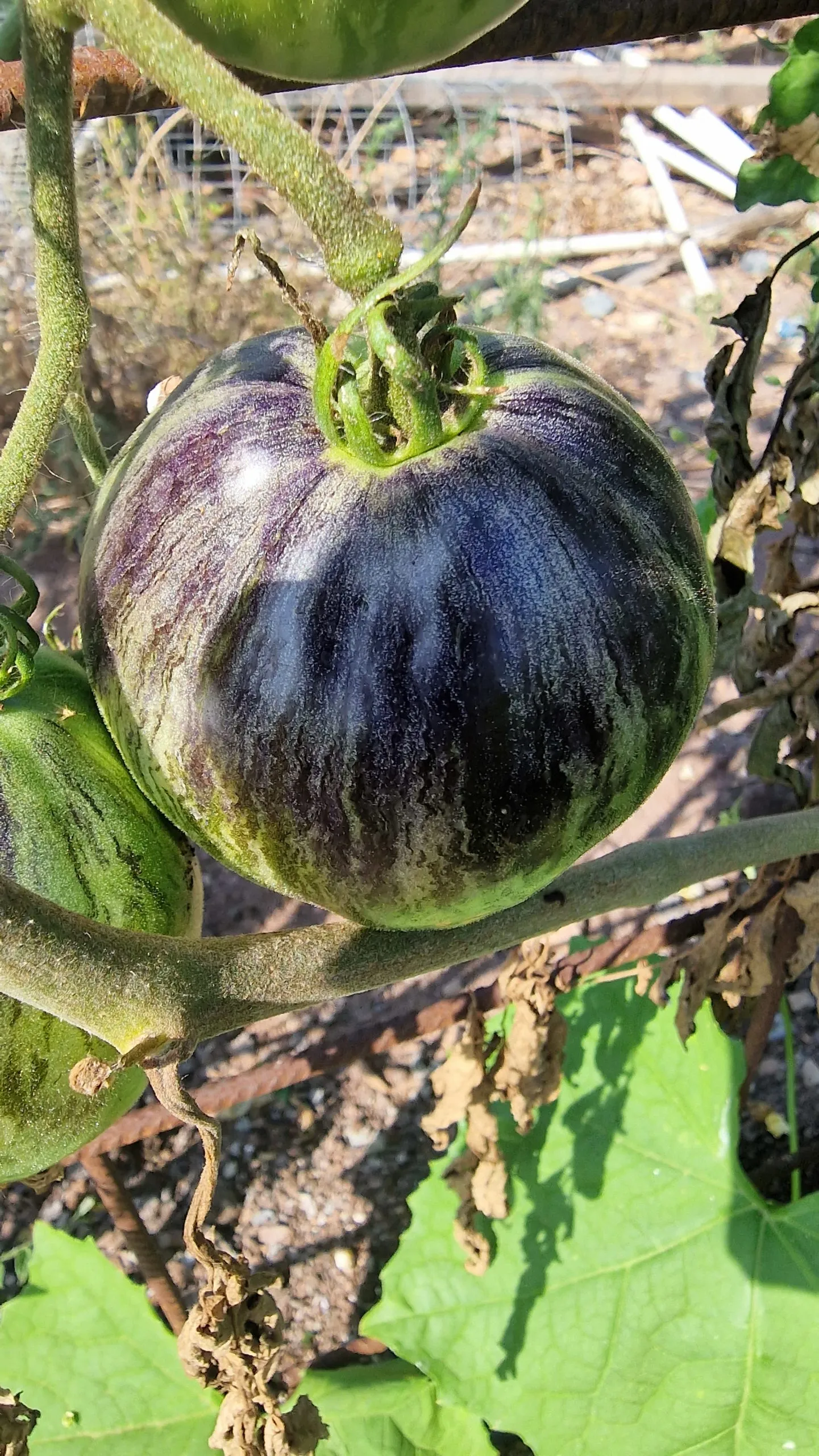 Blue Zebra Tomato Seeds - Image 5