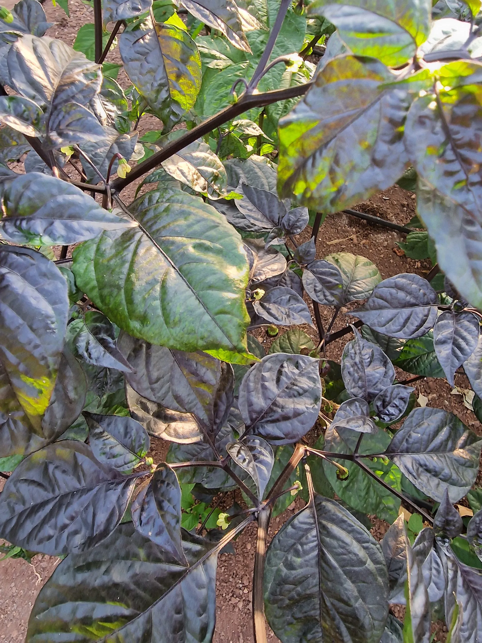 Orion Chilli Seeds - Image 2