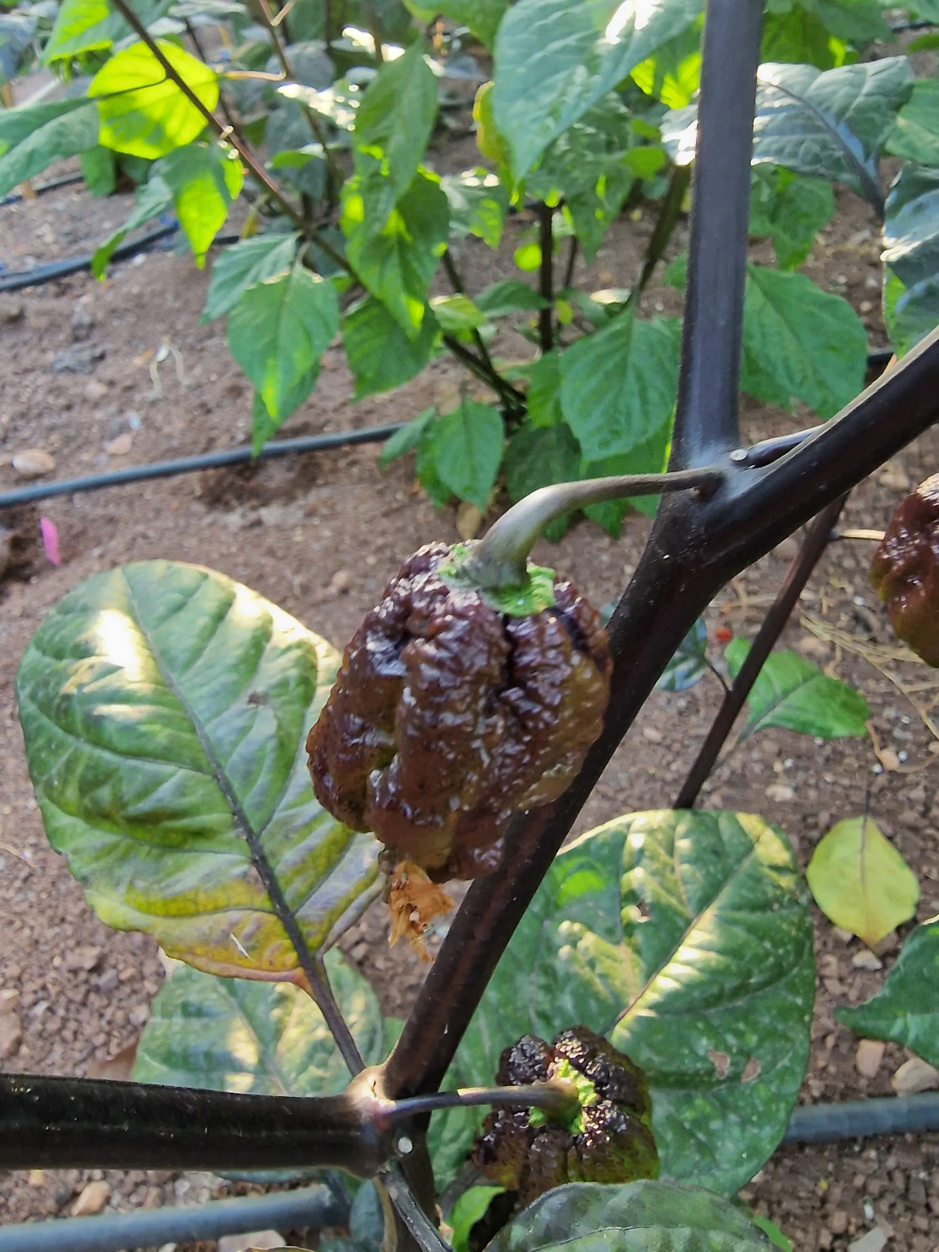 Orion Chilli Seeds - Image 3