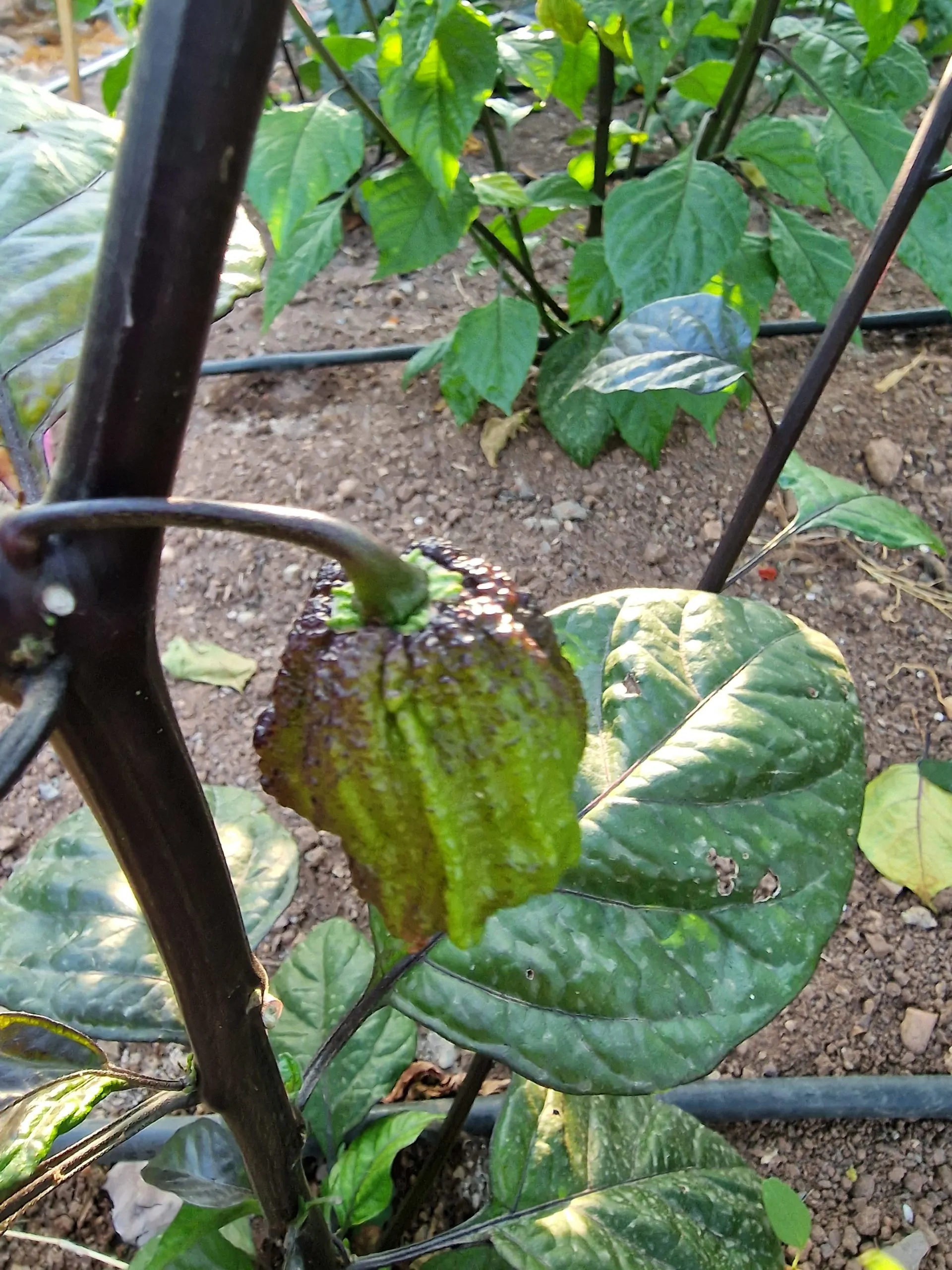 Orion Chilli Seeds - Image 4