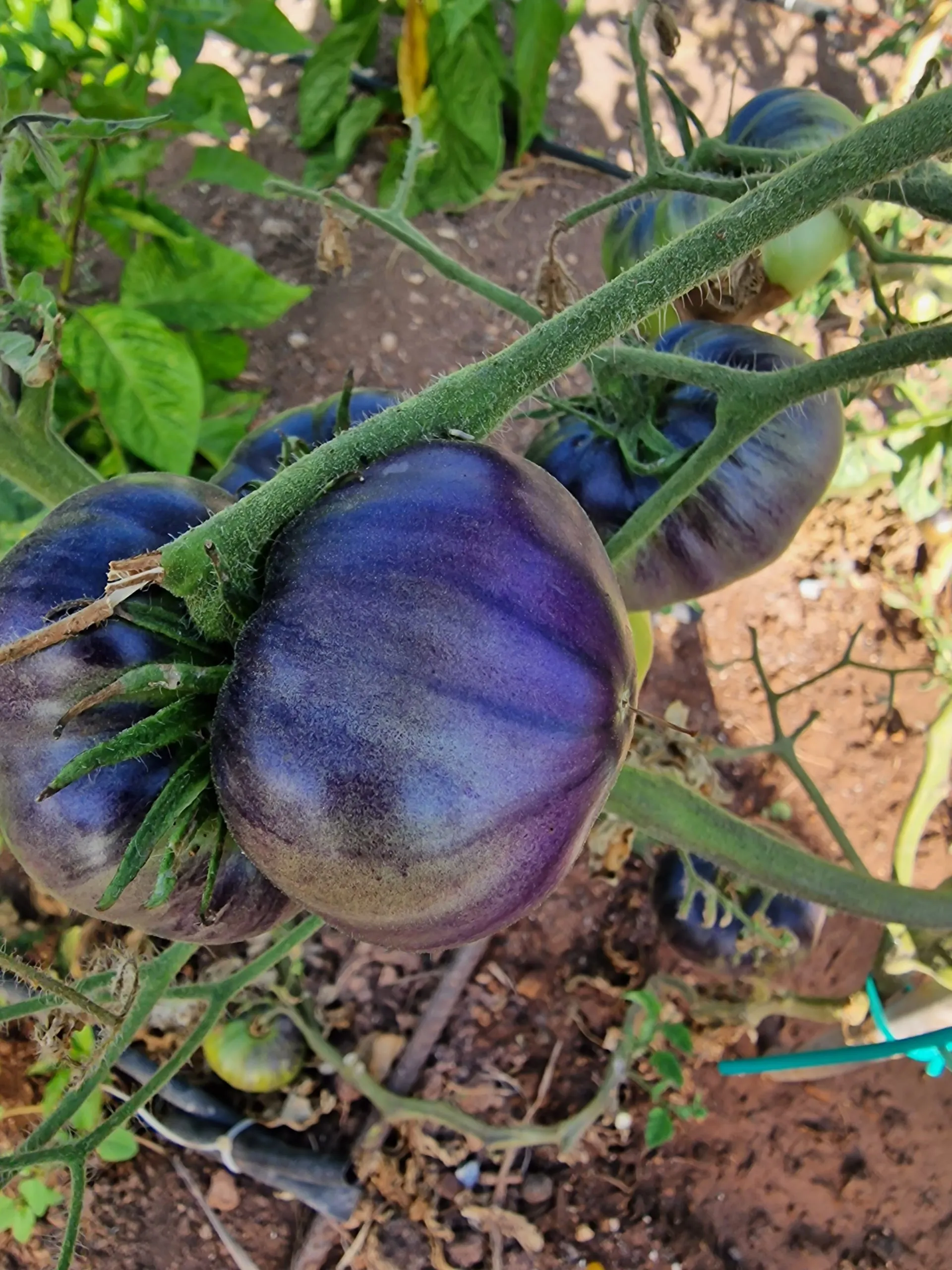 Blue Zebra Tomato Seeds - Image 2