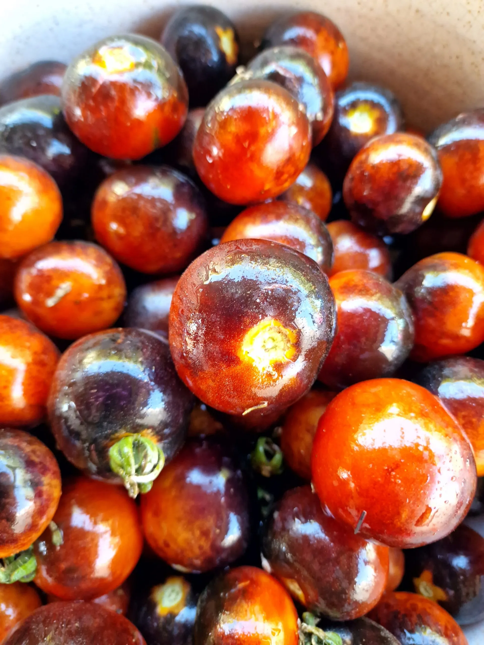 Indigo Rose Tomato Seeds - Image 8