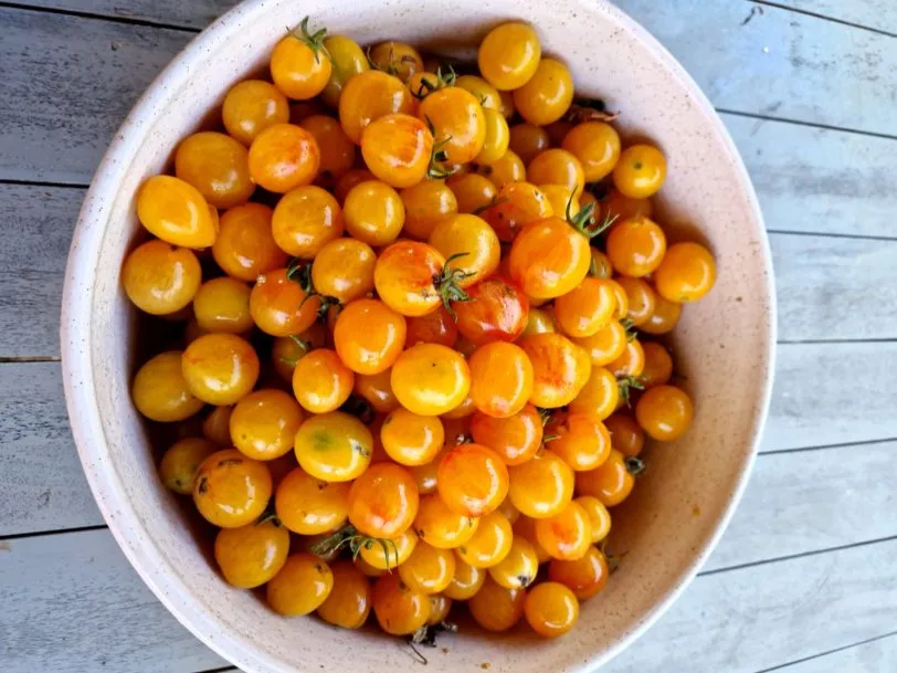 Artisan Golden Bumblebee Tomato Seeds - Image 4