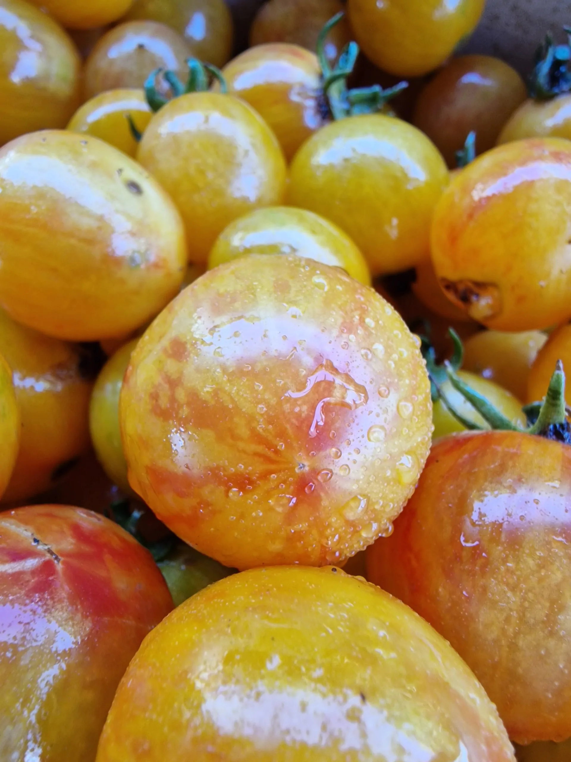 Artisan Golden Bumblebee Tomato Seeds - Image 2