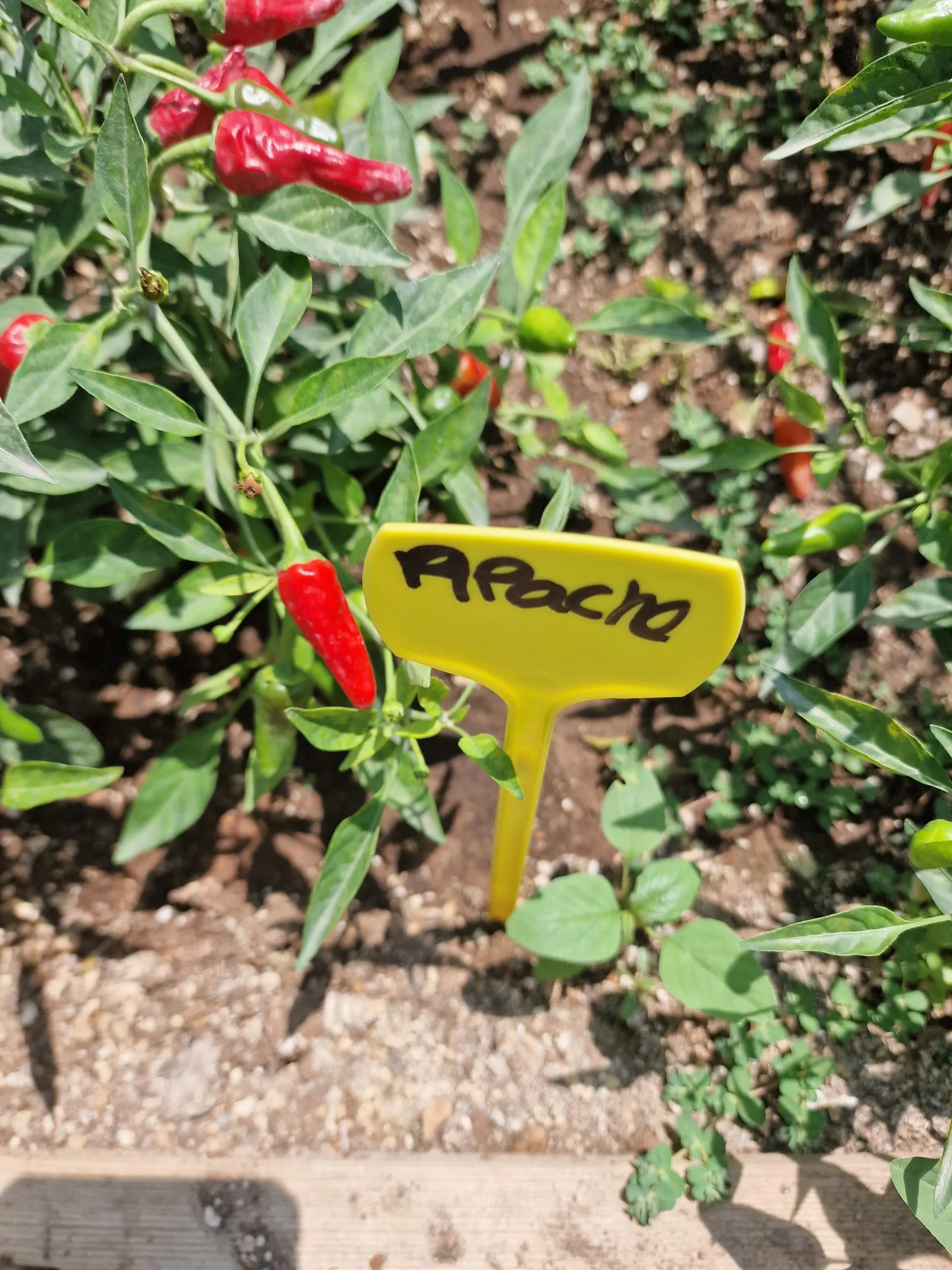 Apache F1 Chilli Seeds - Image 4