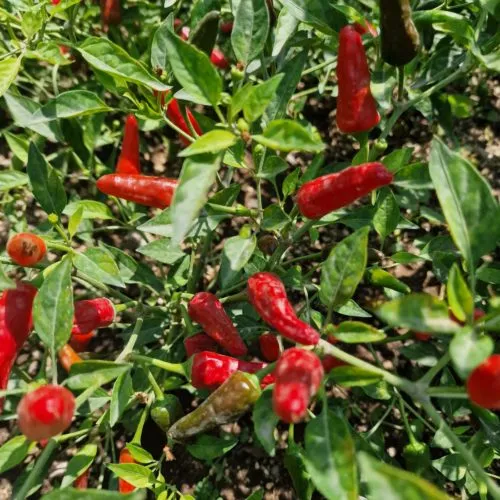 Apache F1 Chilli Seeds