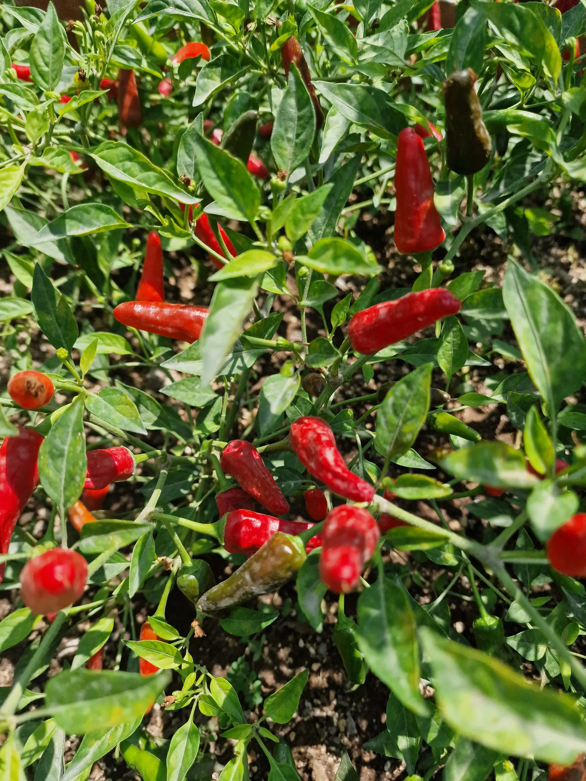 Apache F1 Chilli Seeds