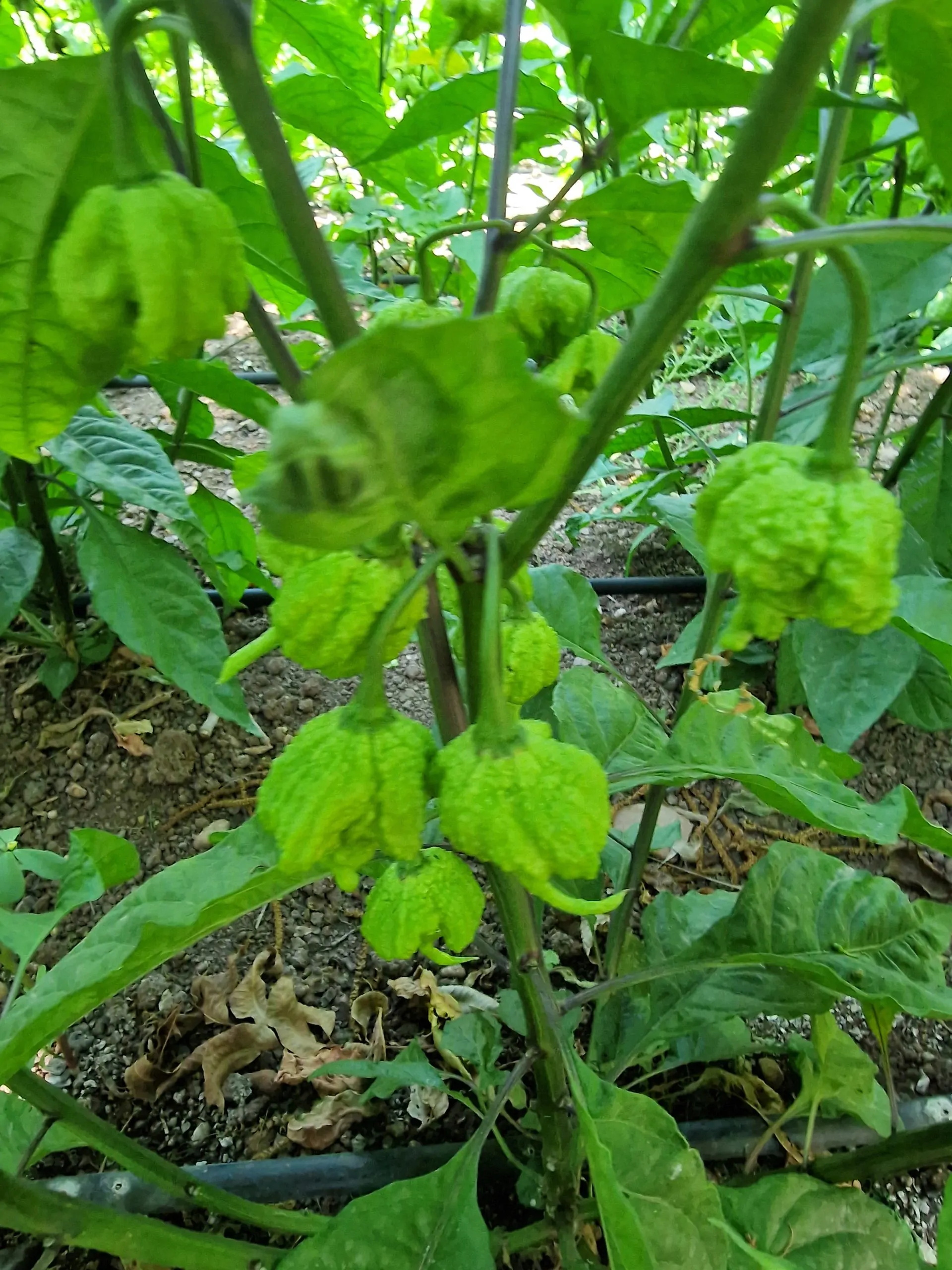 Carolina Reaper White Chilli Seeds - Image 6