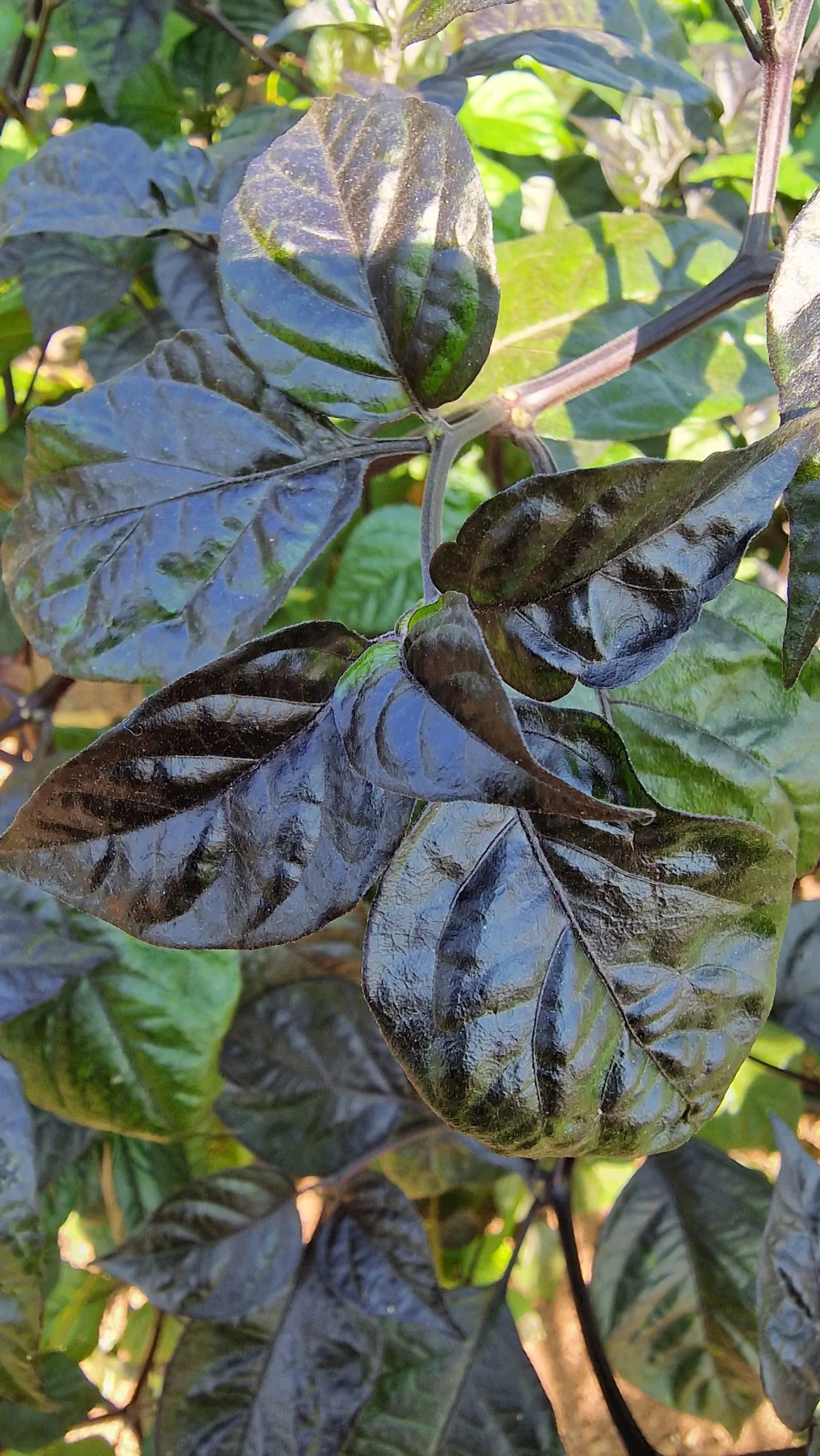 Orion Chilli Seeds - Image 5