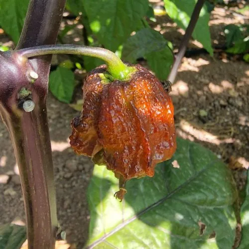 Orion Chilli Seeds