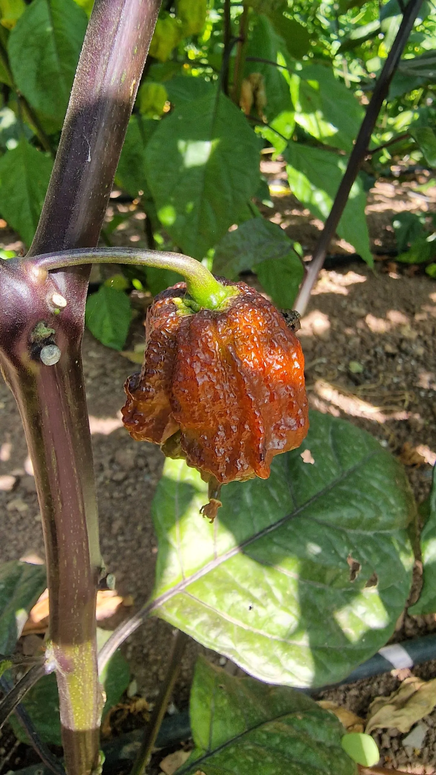 Orion Chilli Seeds