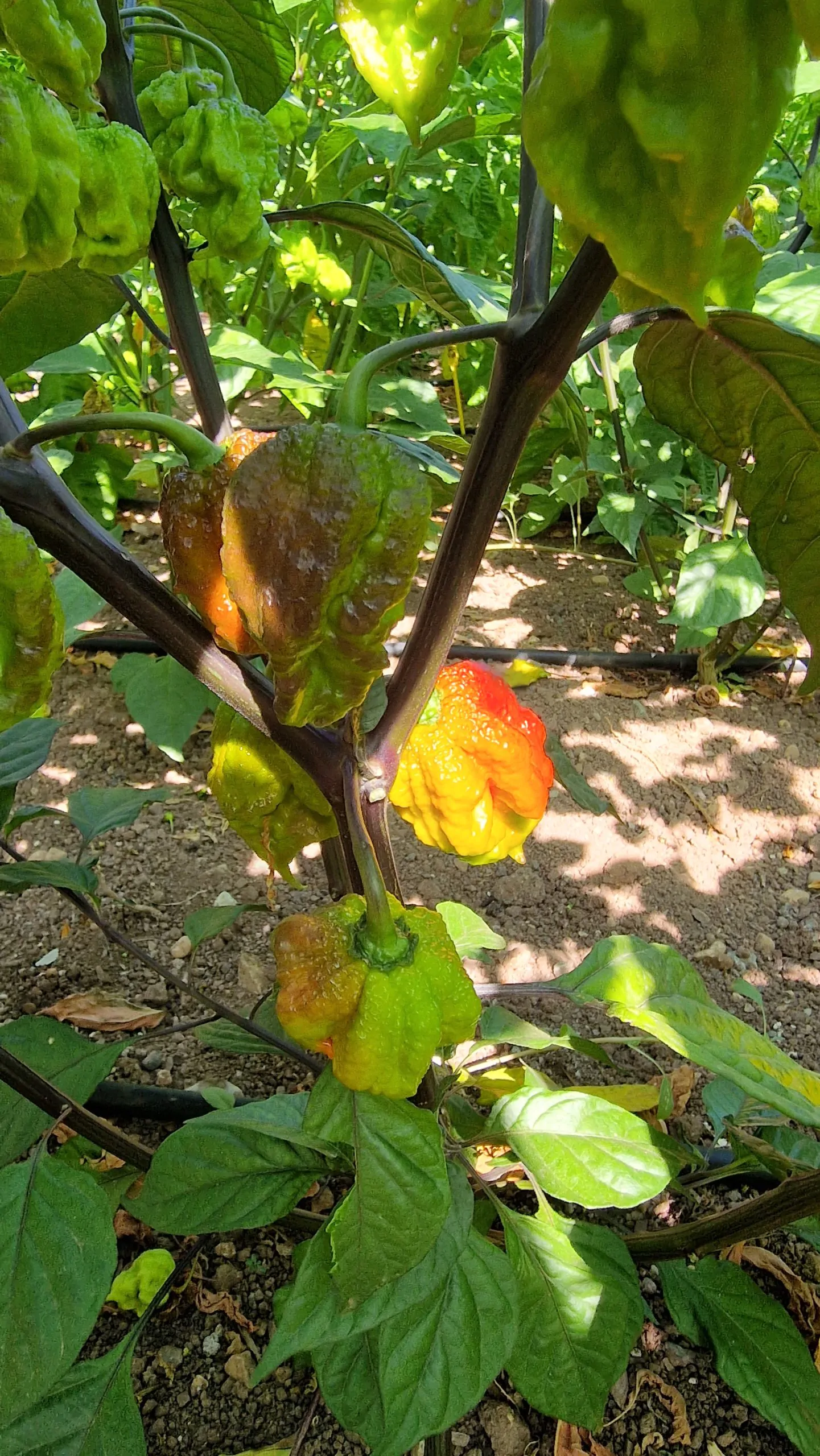 Orion Chilli Seeds - Image 6