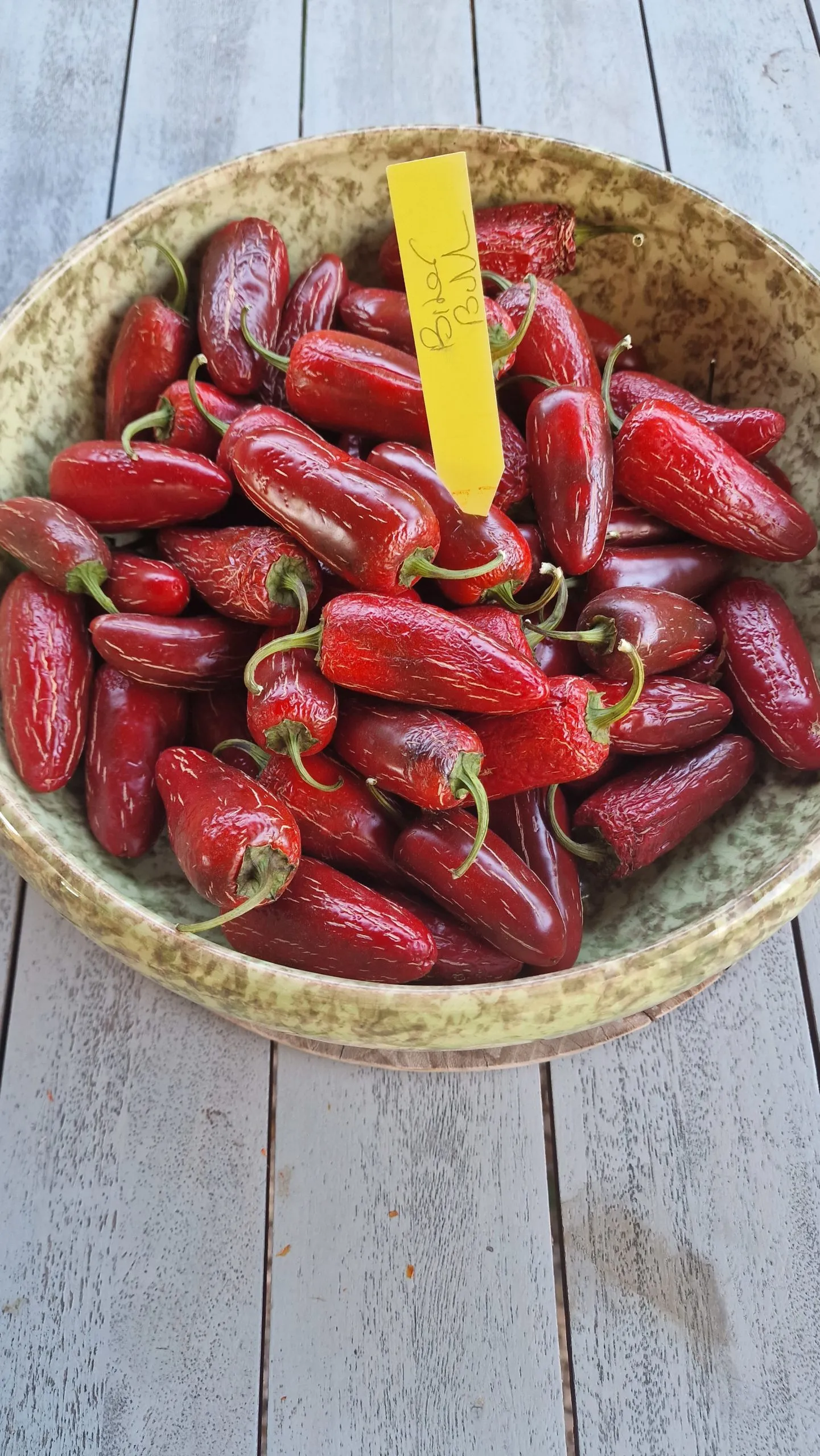 Biker Billy Jalapeno Chilli Seeds - Image 5