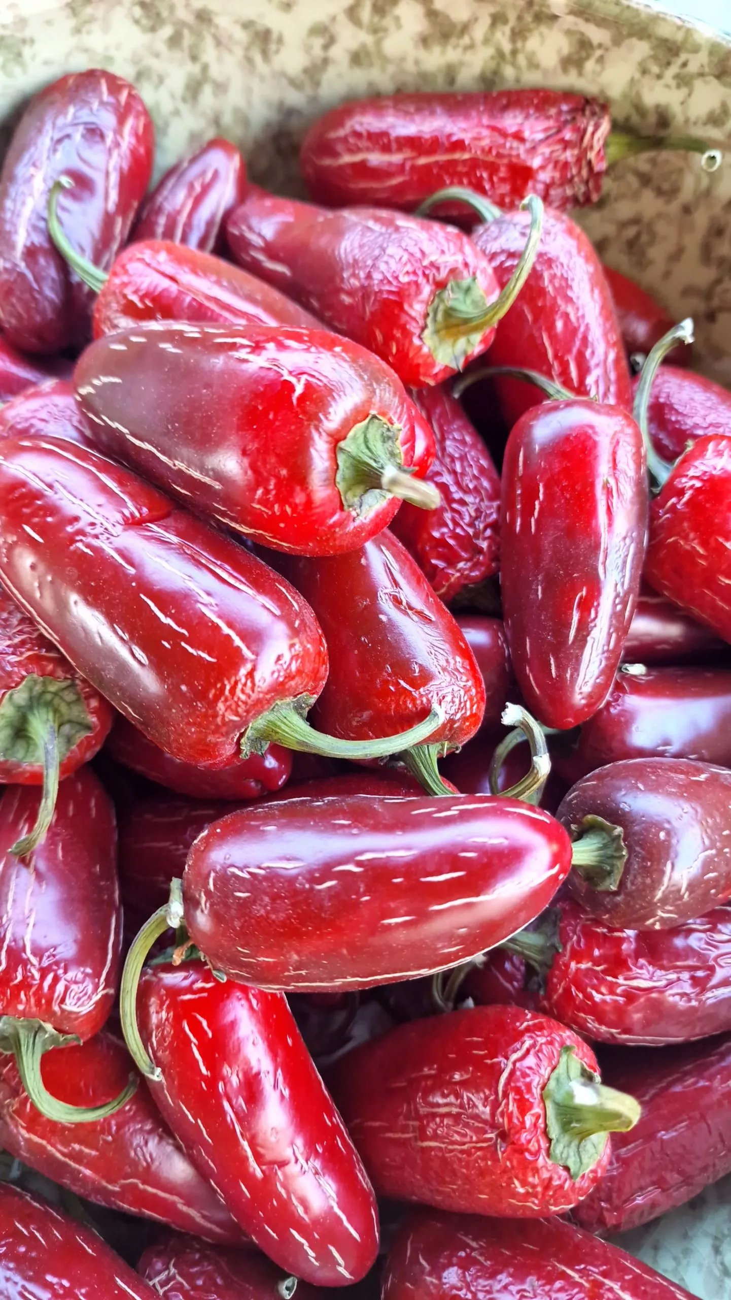 Biker Billy Jalapeno Chilli Seeds - Image 3