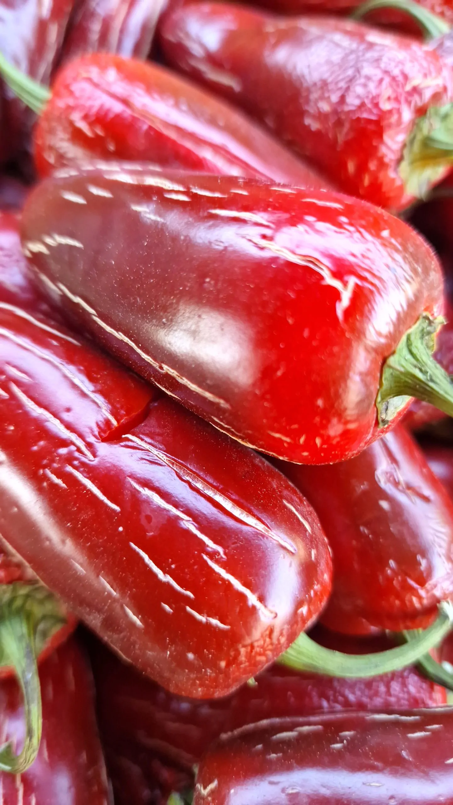 Biker Billy Jalapeno Chilli Seeds - Image 2