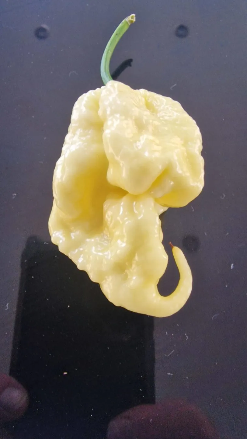 Carolina Reaper White Chilli Seeds - Image 7