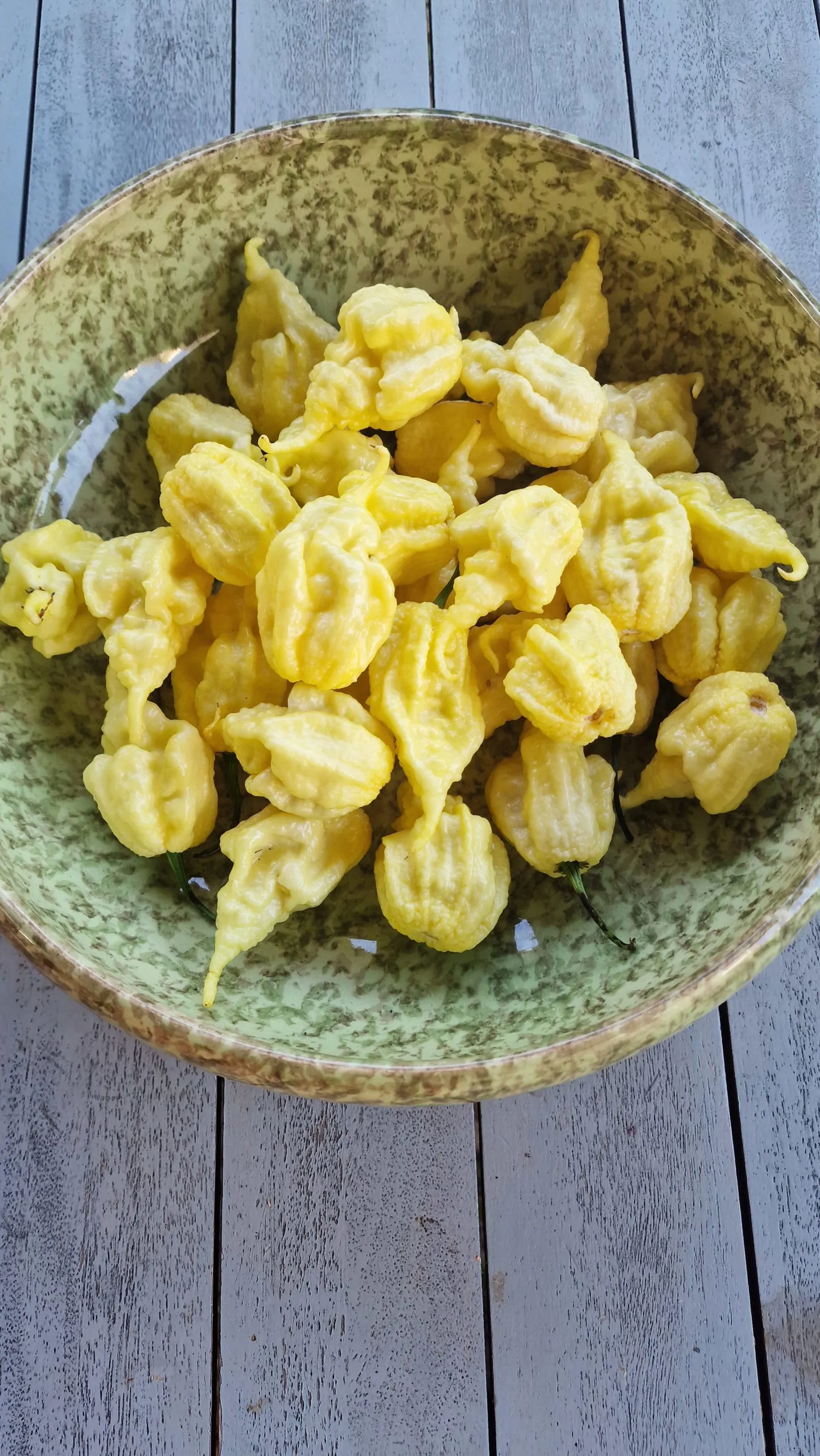 Carolina Reaper White Chilli Seeds - Image 5