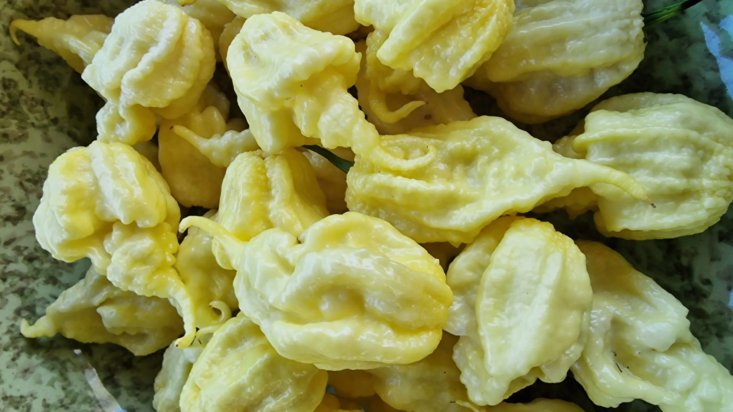 Carolina Reaper White Chilli Seeds - Image 8