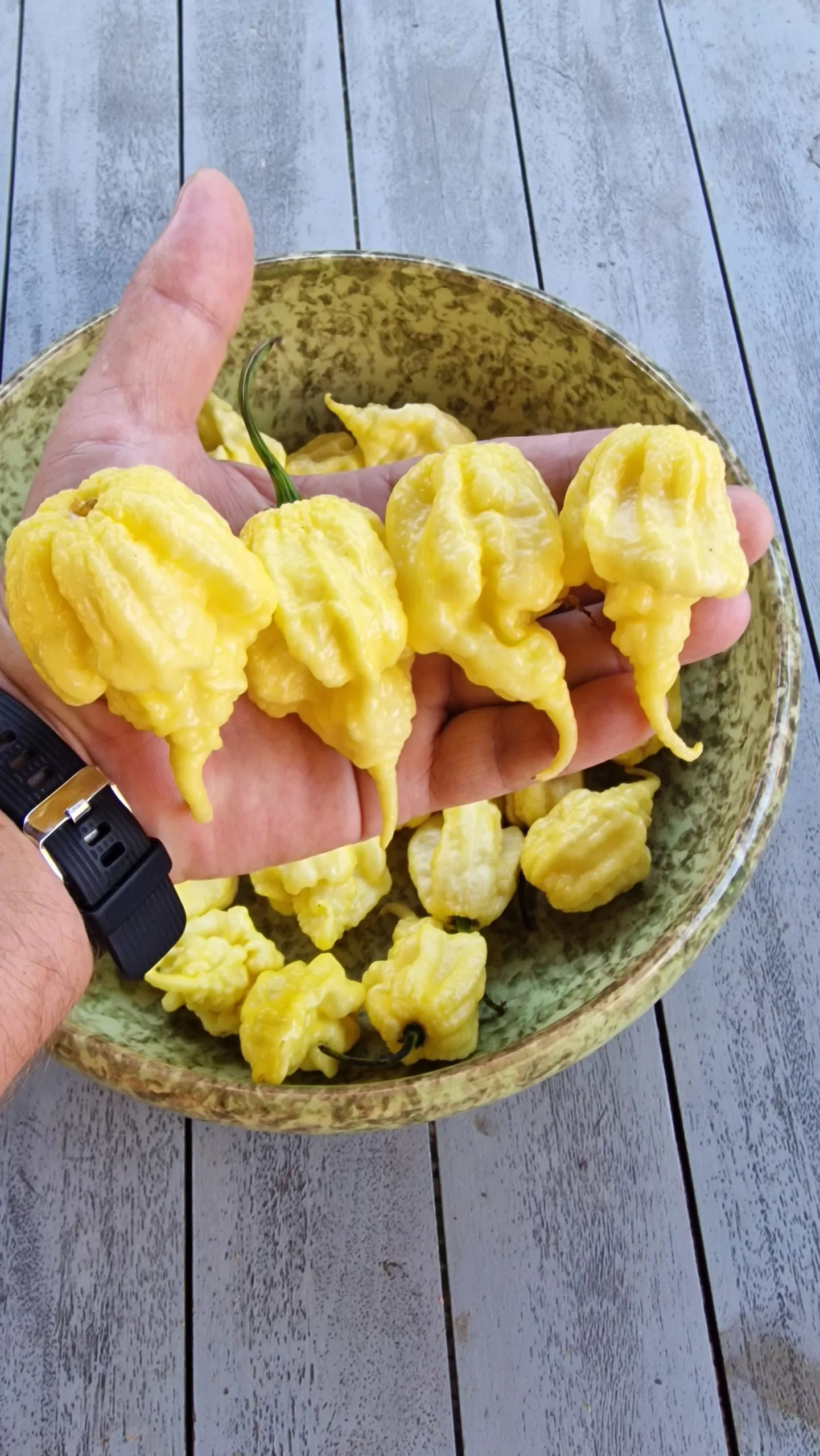 Carolina Reaper White