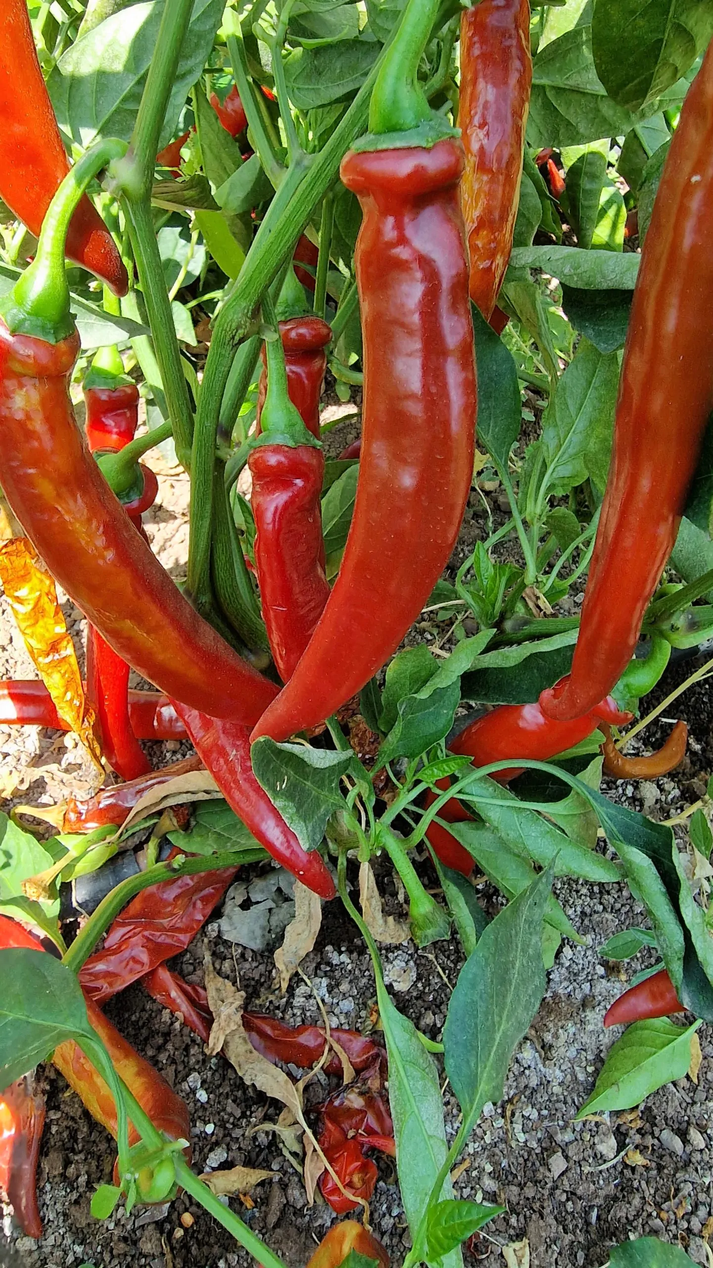 Serrano Chilli Seeds - Image 2