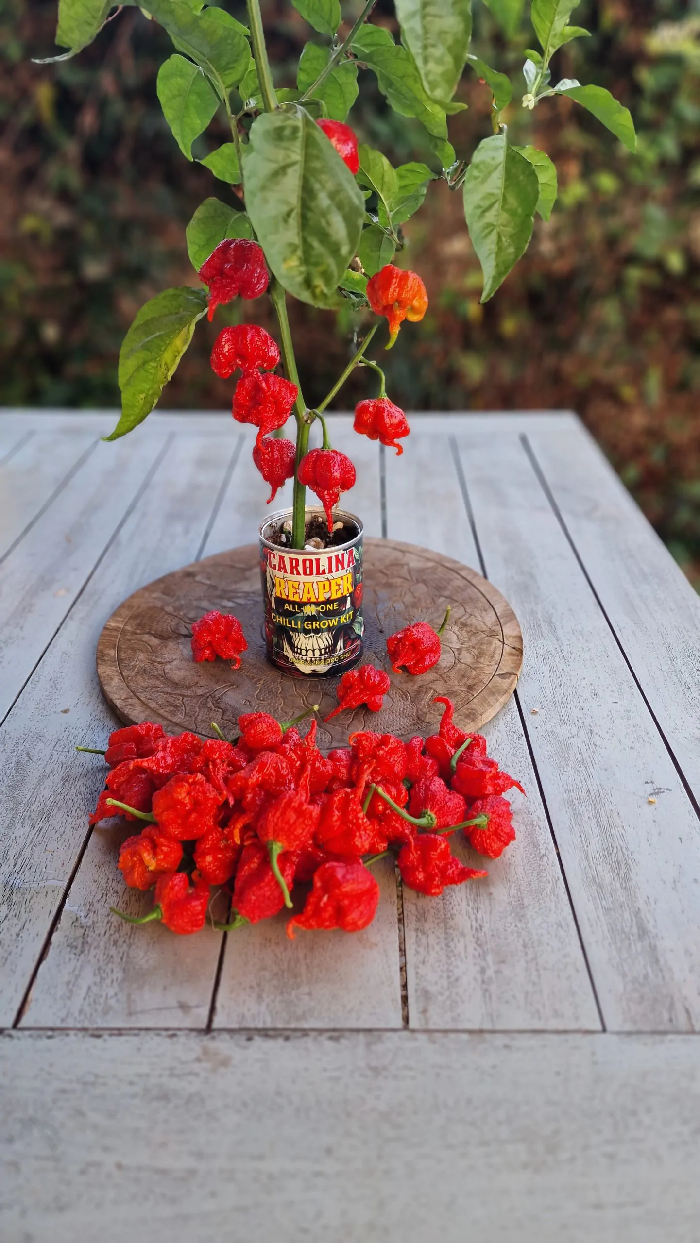 Grow a Reaper in a Tin - Image 4