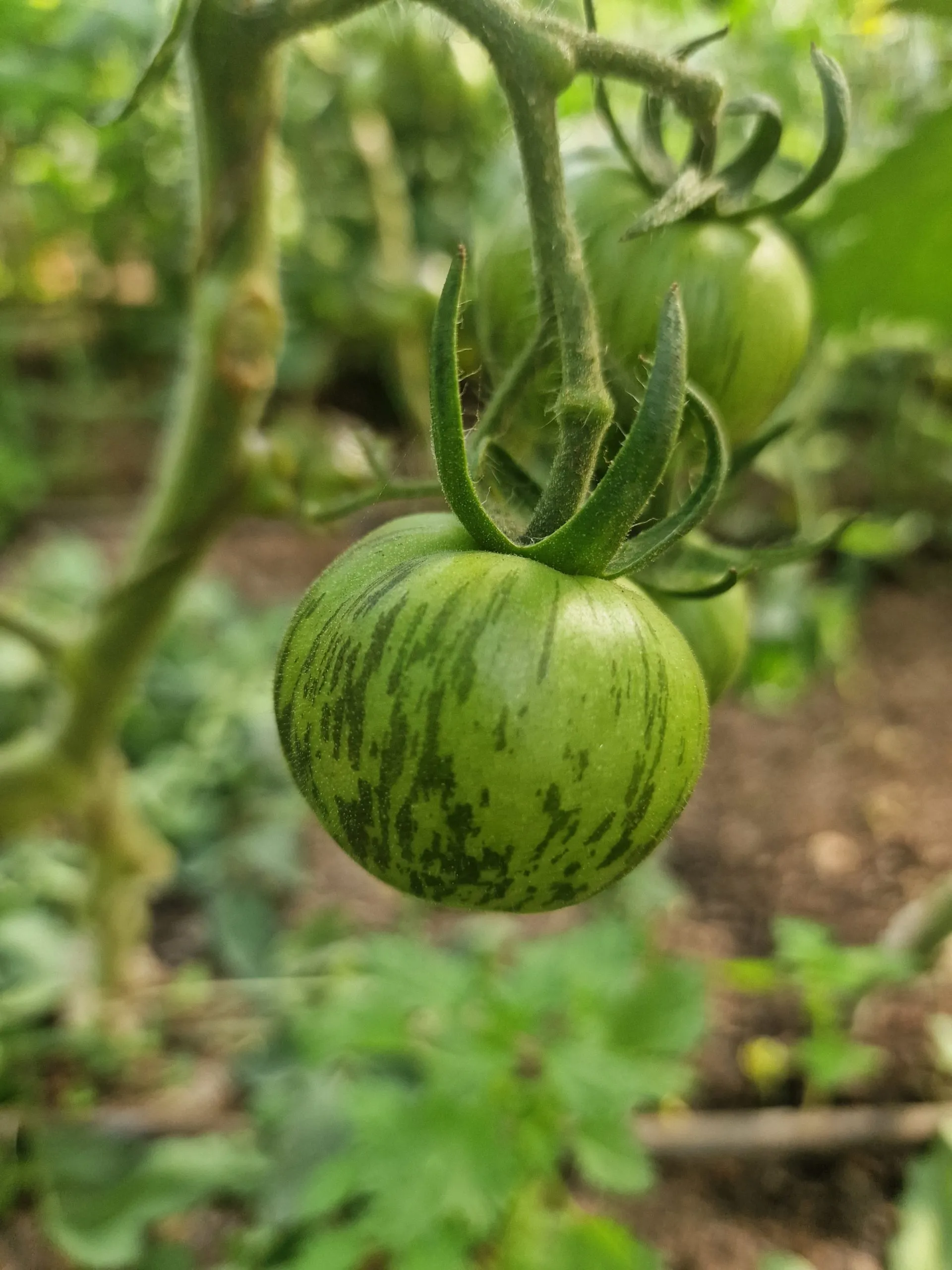 Blue Zebra Tomato Seeds - Image 4