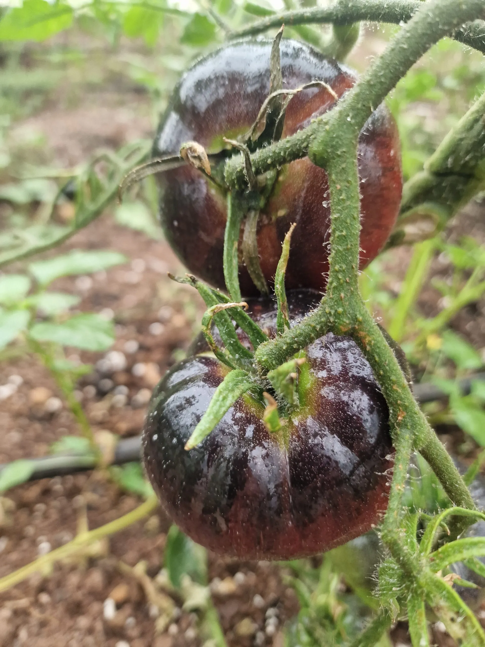 La Cadero Tomato Seeds - Image 3