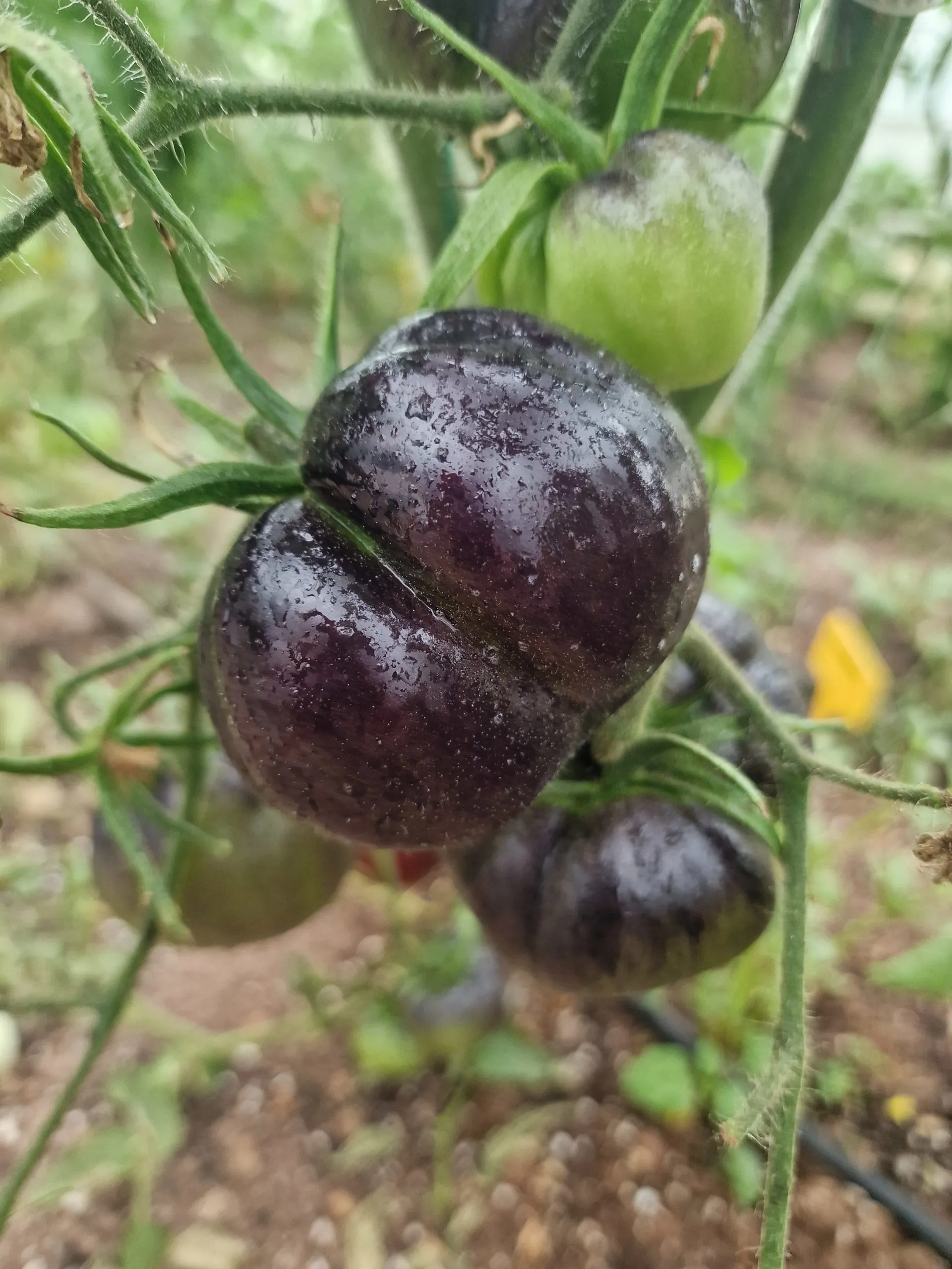 La Cadero Tomato Seeds - Image 2