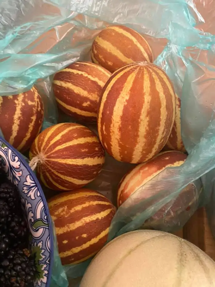 Rich Sweetness Melon Seeds - Image 2