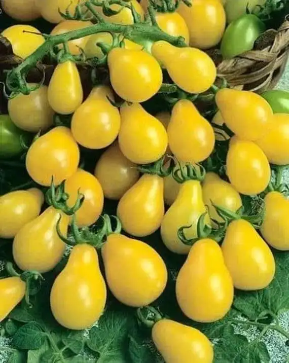Yellow Pear Drop Tomato Seeds - Image 2