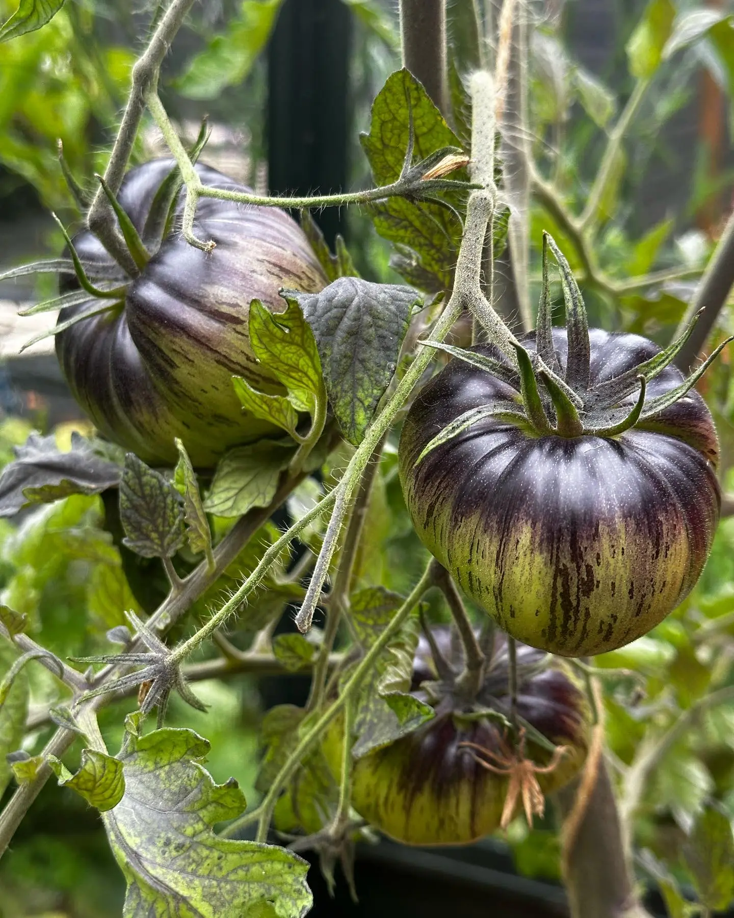 Rebel Starfighter Prime Tomato Seeds - Image 15
