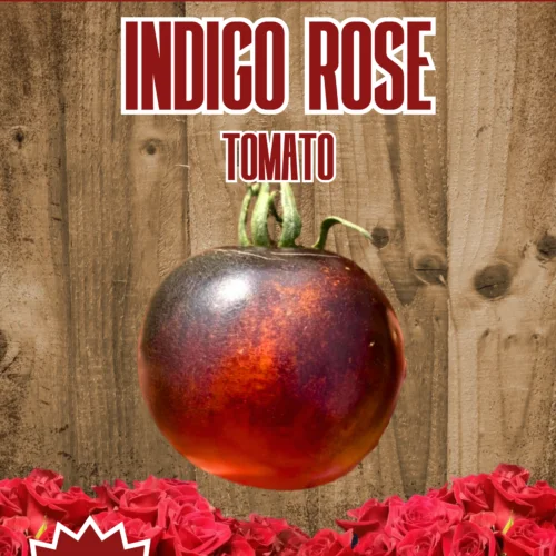 Indigo Rose Tomato Seeds