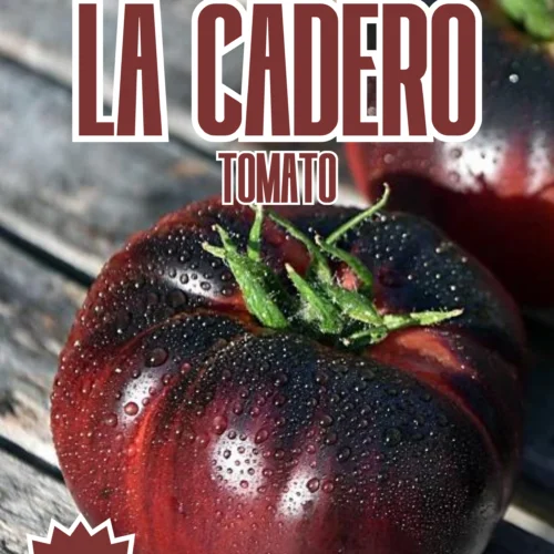 La Cadero Tomato Seeds