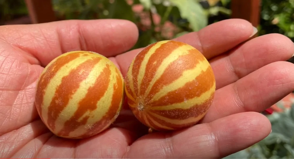 Rich Sweetness Melon Seeds - Image 4