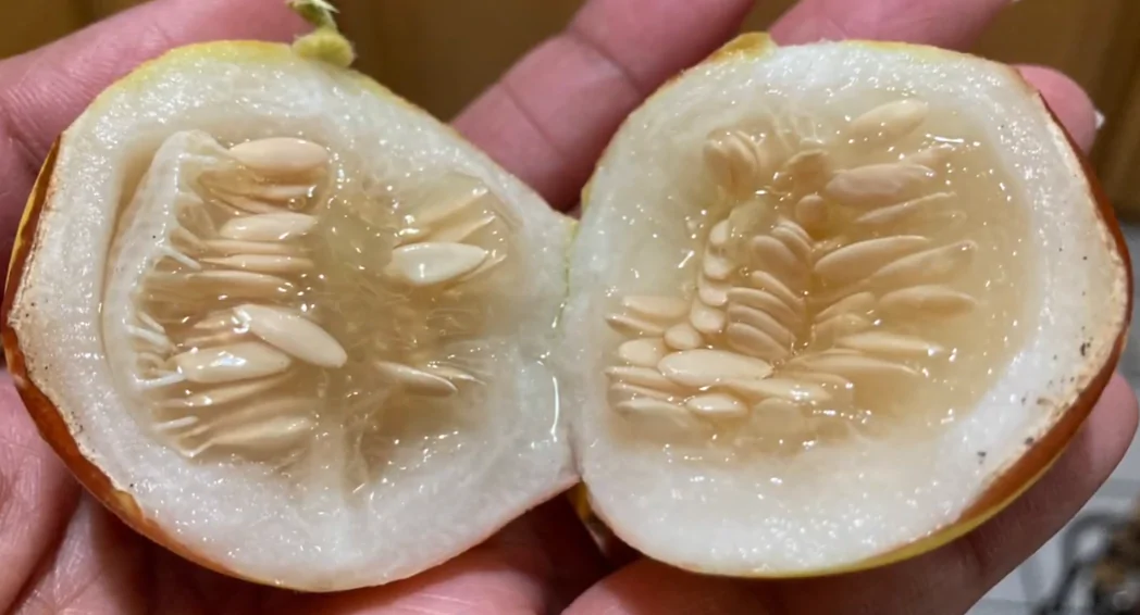 Rich Sweetness Melon Seeds - Image 3