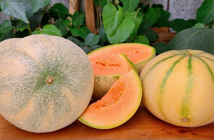 Madhu Ras Melon Seeds - Image 2