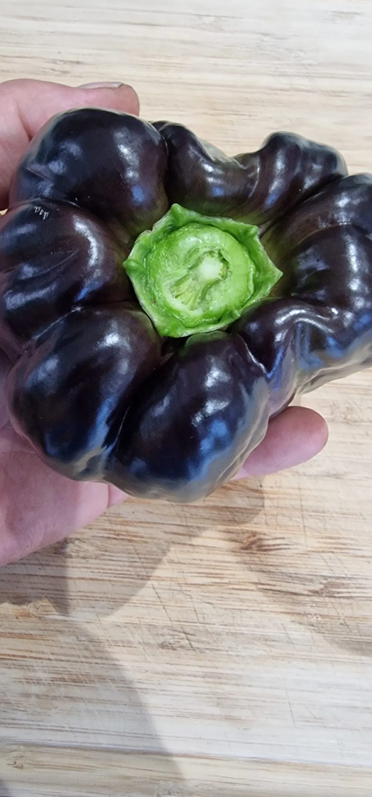 Black Beauty Sweet Pepper Seeds - Image 6