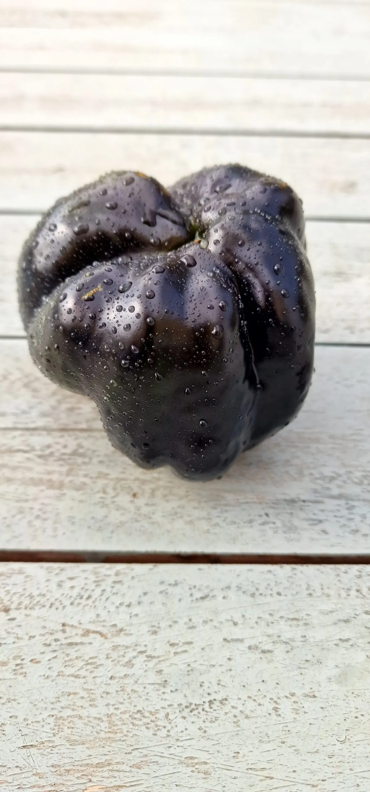 Black Beauty Sweet Pepper Seeds - Image 4