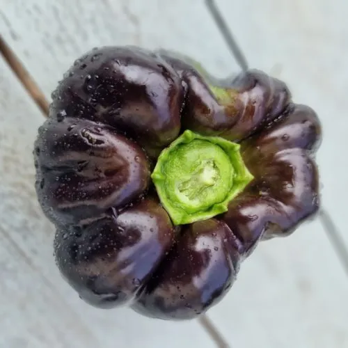 Black Beauty Sweet Pepper Seeds