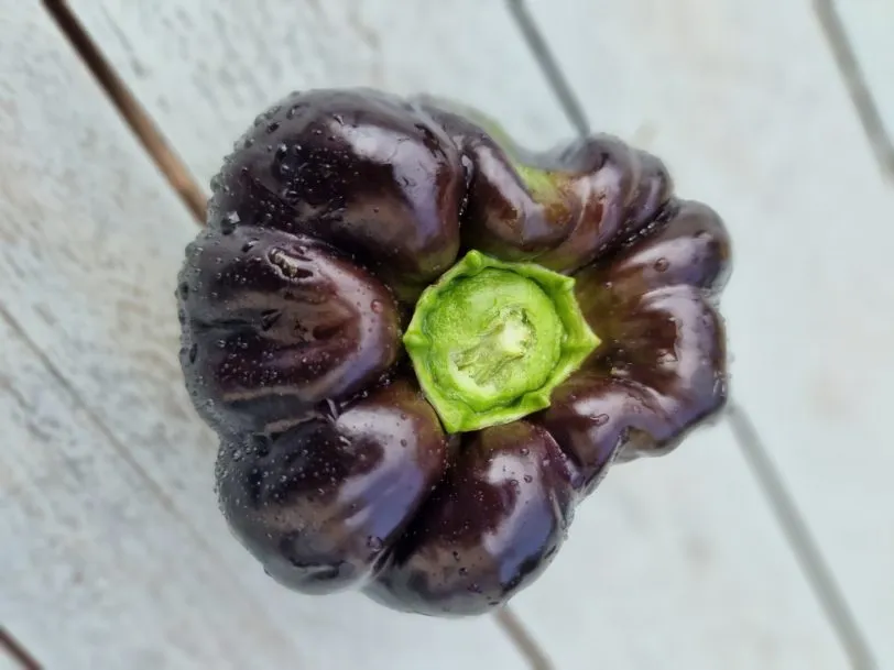 Black Beauty Sweet Pepper Seeds