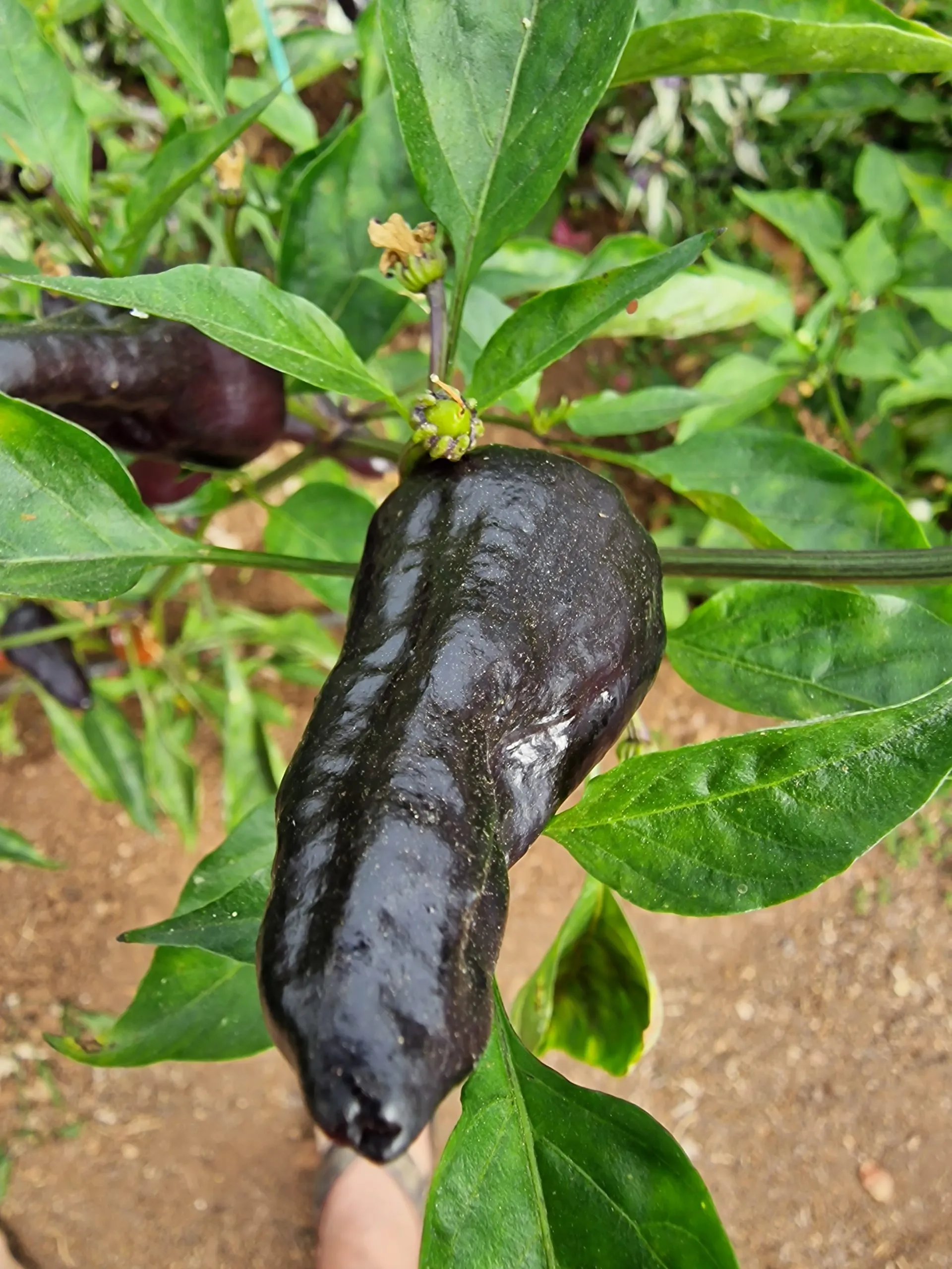 Poblano X VSRP Chilli Seeds - Image 4