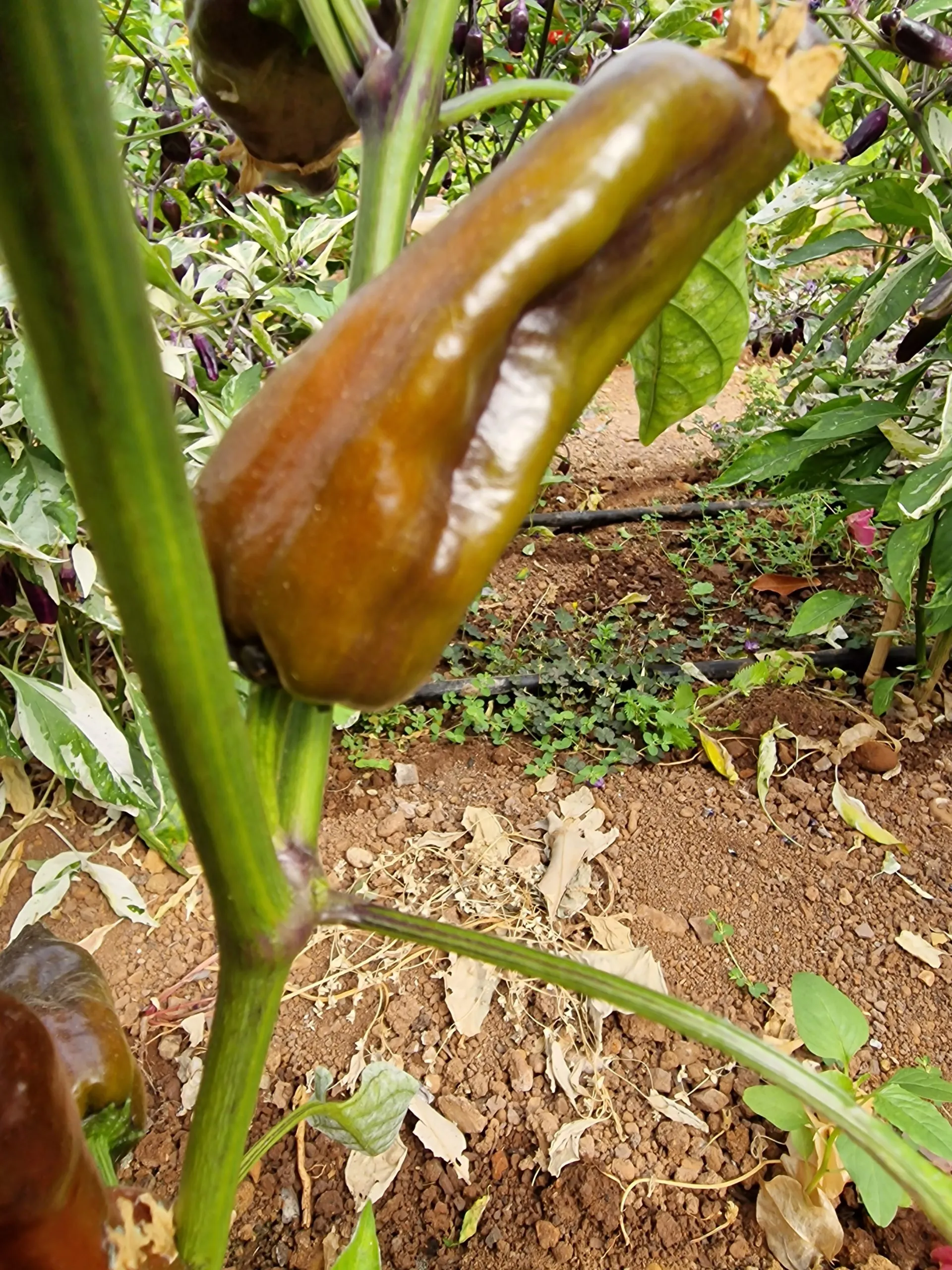 Poblano X VSRP Chilli Seeds - Image 3