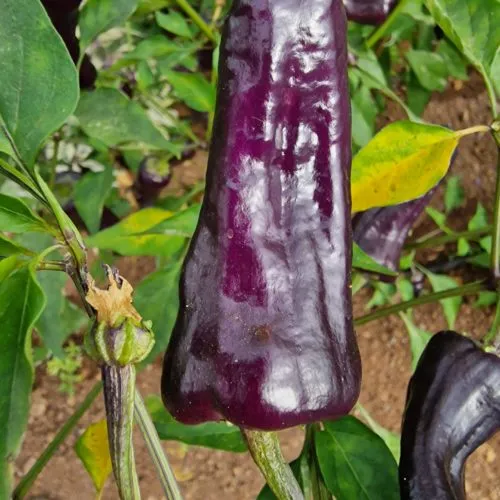 Poblano X VSRP Chilli Seeds