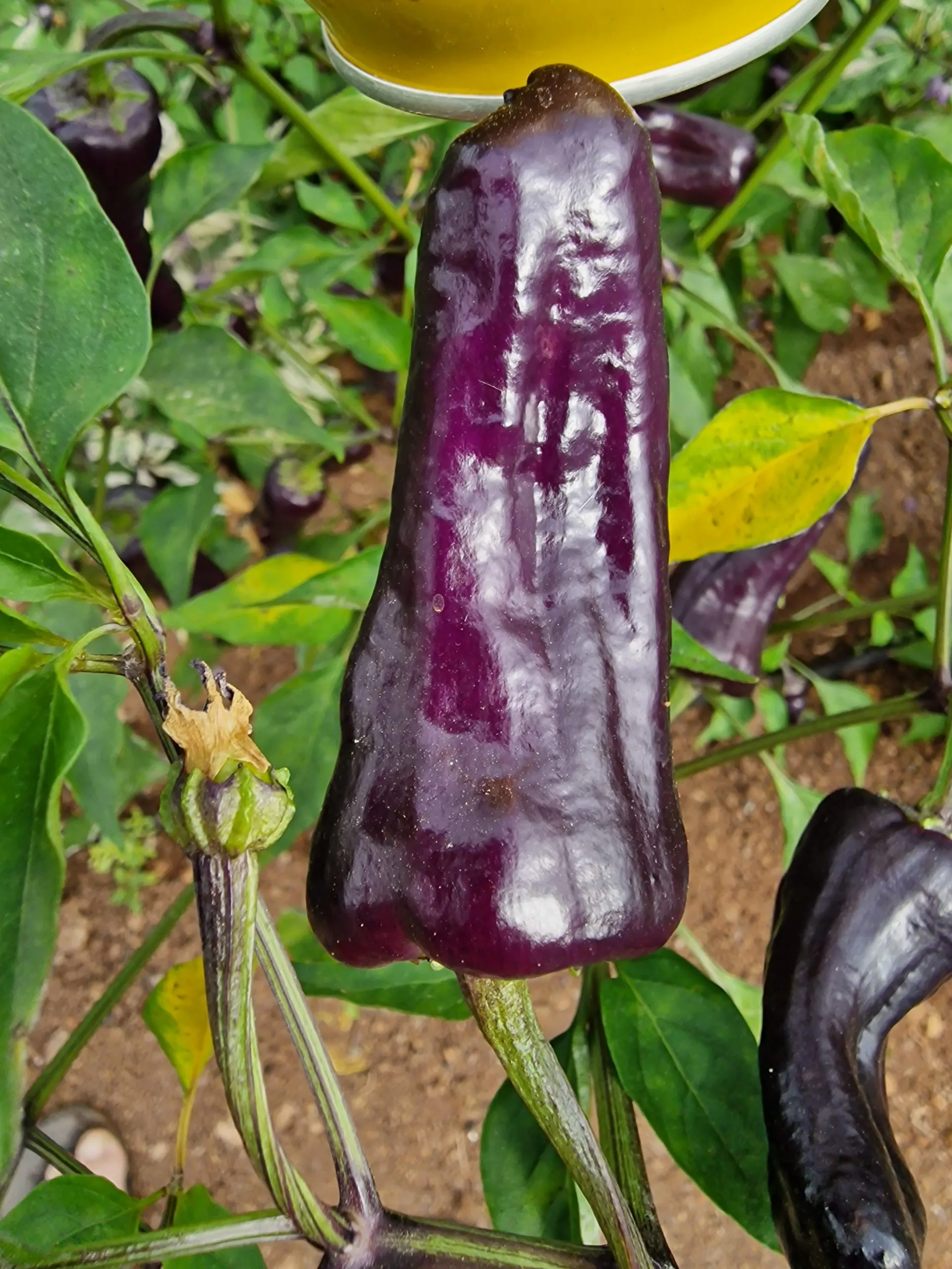 Poblano X VSRP Chilli Seeds